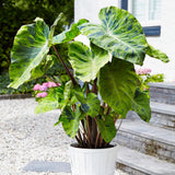 Garden State Bulb Premium Mojito Elephant Ear Bulbs, 7/9  inches, Spring Garden Plants