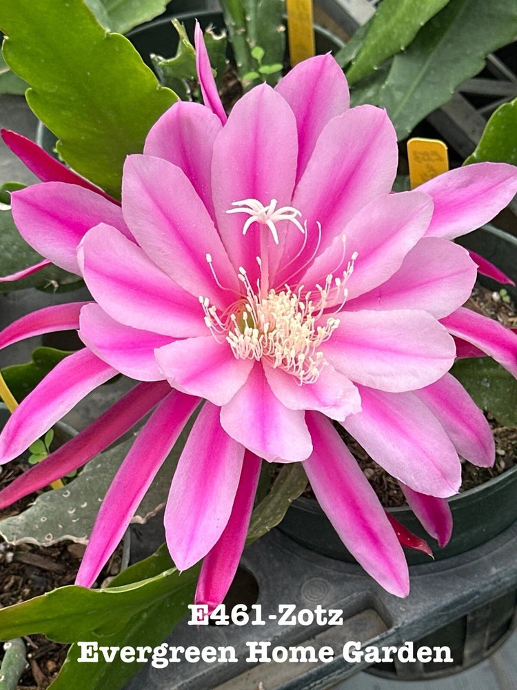 Orchid cactus starter plant in 4-inch pot, with bright pink bloom and green pads