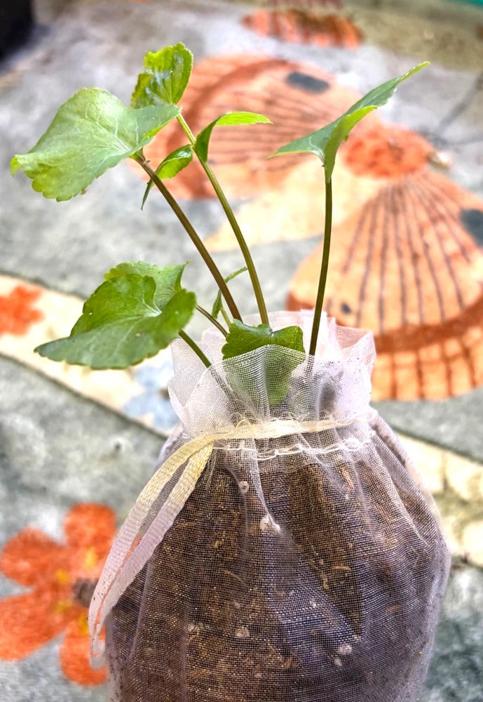 Skirret seedling with green leaves in a burlap mesh root bag