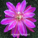 1 epiphyllum cutting ROMANTIC NIGHT Orchids