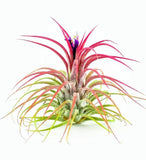 3 PACK Ionantha Guatemala (Ionantha Ionantha ) 3 pack of air plants Green Plant
