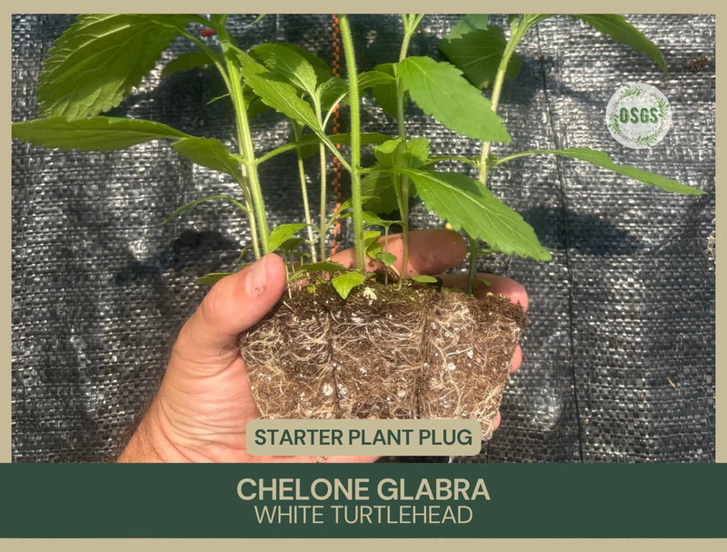 Chelone glabra | White Turtlehead | Starter Plant Plug | White Flower | Wetland Flowering Plants