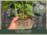 Chelone glabra | White Turtlehead | Starter Plant Plug | White Flower | Wetland Flowering Plants