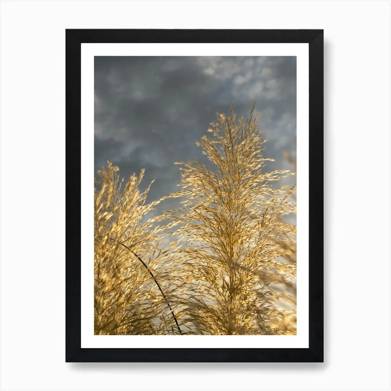 Golden pampas grass and grey clouds Framed Wall Art Poster Canvas Print Picture Pampas Grass