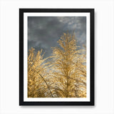 Golden pampas grass and grey clouds Framed Wall Art Poster Canvas Print Picture Pampas Grass
