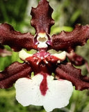 ORCHID PLANT Sharry Baby  1 rooted bulb. no pot Orchids
