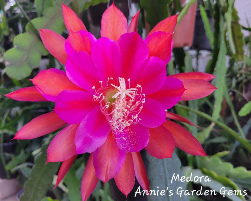 Bright pink Epiphyllum cactus orchid flower with layered petals and pale stamens