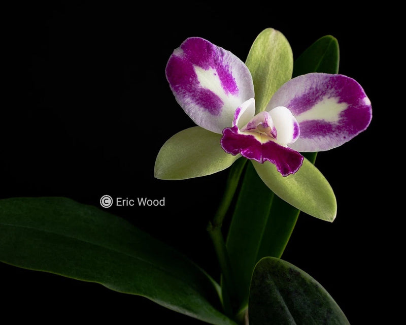 Purple and white orchid flower with green leaves