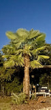 Trachycarpus Fortunei Live Windmill Palm Seedlings Cold Hardy 10 for $15 Green Plant