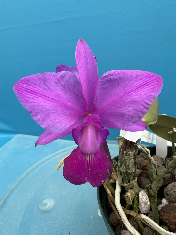 Purple orchid flower in a pot with bark pieces and green stems