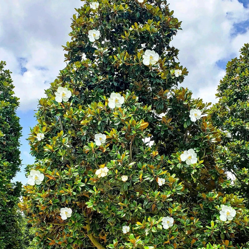 Southern Magnolia Tree 1-2ft Now Beautiful Evergreen Foliage And Fragrant Blooms Green Plant