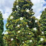 Southern Magnolia Tree 1-2ft Now Beautiful Evergreen Foliage And Fragrant Blooms Green Plant