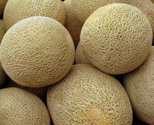 HONEYROCK CANTALOUPE SEEDS 50+ SUMMER garden VINE fruit MELONS FREE SHIPPING Garden Plants