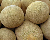 HONEYROCK CANTALOUPE SEEDS 50+ SUMMER garden VINE fruit MELONS FREE SHIPPING Garden Plants