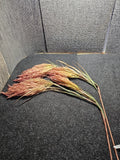 (QTY 2) Arhaus 6510129D0798 Pampas Grass Purple Pampas Grass