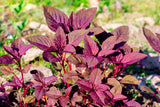 500 RED GARNET AMARANTH Amaranthus Tricolor Vegetable Flower Seeds *Comb S/H Flowering Plants