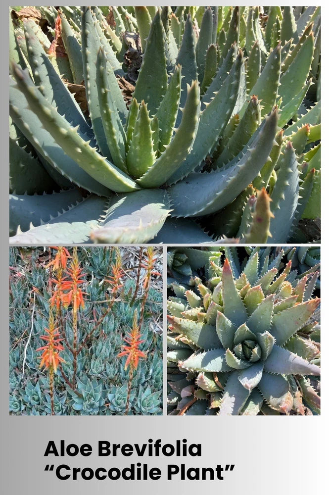 Crocodile aloe live rooted plant with blue-green rosette spiky succulent leaves