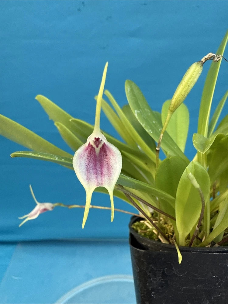 Masdevallia floribunda Ssp Tuerckheimii Yellow Pink BS Orchid 2.5Ó Pot (CJ16) Orchids