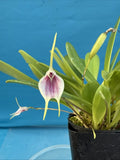 Masdevallia floribunda Ssp Tuerckheimii Yellow Pink BS Orchid 2.5Ó Pot (CJ16) Orchids