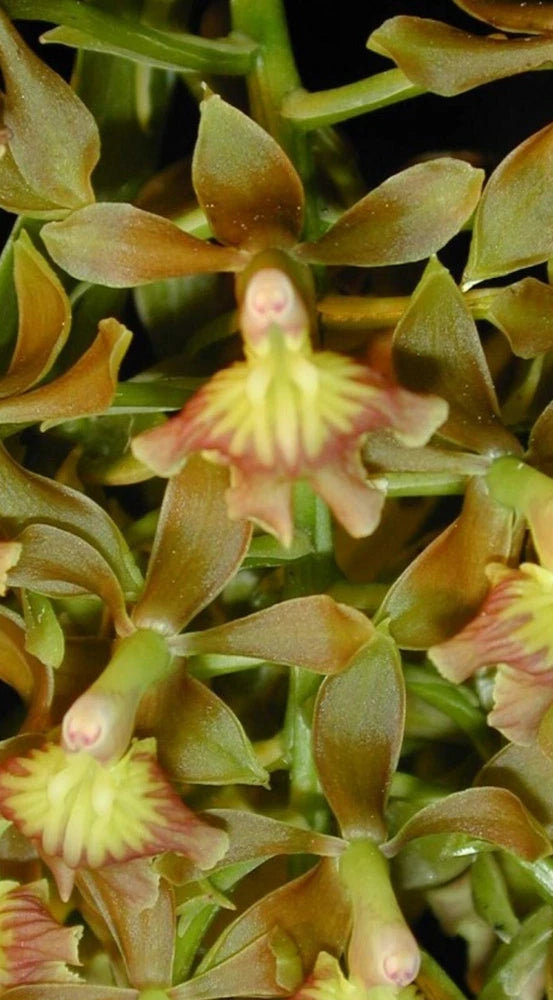 Small yellow and pink orchid blooms with green pointed leaves on a compact plant