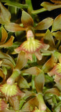 Epidendrum arbusculum Orchids
