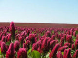 CRIMSON CLOVER SEED For Deer Food Plot Pastures Hay Silage Bees Reseeding Clover Flowering Plants
