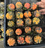1pcs Astrophytum asterias variegated seedgrowth cactus 4CM Garden DŽcor Boutique Garden Plants