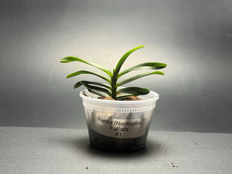 Blooming orchid plant in round gray pot, green strap leaves