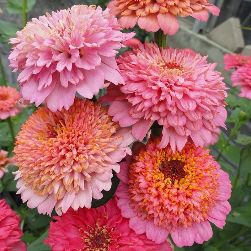 Cupcake Zinnia, Zinnia Seeds, Rare Flower Seeds, Rare Seeds, Cut Flower Seeds Flowering Plants