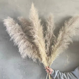Natural Dried Pampas Grass Off White and Grey Pampas Grass