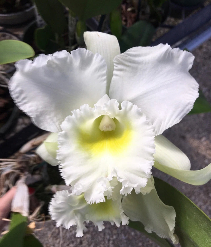 Orchid live Bc. Pastoral "Innocence" - bare root Orchids