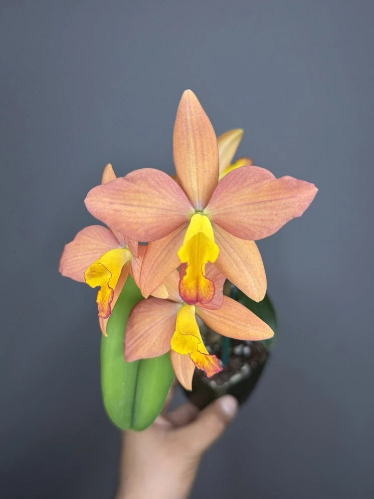 Peach and pink Cattleya orchid with yellow center and curved petals