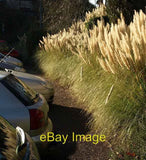 Photo 6x4 Pampas grass, Lymington Road car park, Torquay The grass also a c2008 Pampas Grass