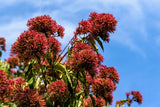 20 SEVEN SON Shrub Tree Heptacodium Miconioides White Red Flower Seeds Flowering Plants