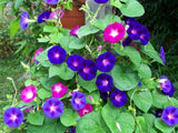 Morning Glory Seeds - 500 pcs Mixed Color Blooms for Stunning Garden Garden Plants