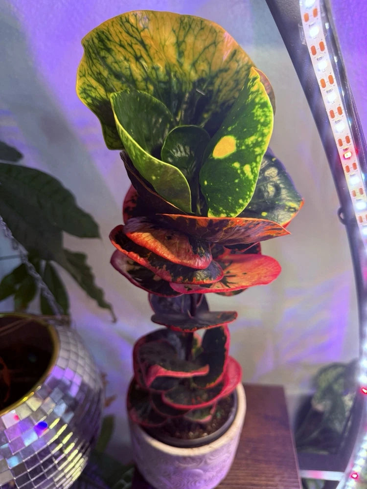 Potted croton plant with green and yellow variegated leaves and reddish stems in white pot