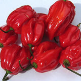 RED HABANERO PEPPER SEEDS 50+ hot SPiCY garden VEGETABLE plants FREE SHIPPING Garden Plants