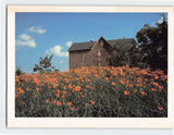 Postcard Day Lilies Wild Flower Gardens of Brandywine River Museum Pennsylvania Lily