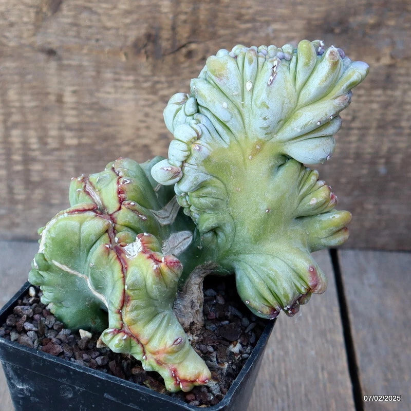 D1506 MYRTILLOCACTUS GEOMETRIZANS STRICTUS pot10-H15-W14 cm MaMa Cactus Green Plant