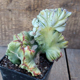 D1506 MYRTILLOCACTUS GEOMETRIZANS STRICTUS pot10-H15-W14 cm MaMa Cactus Green Plant
