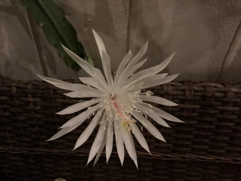 TWO +1 Cuttings NIGHT BLOOMING CEREUS EPIPHYLLUM OXYPETALUM CACTUS ORCHID 4-11Ó Orchids