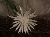 TWO +1 Cuttings NIGHT BLOOMING CEREUS EPIPHYLLUM OXYPETALUM CACTUS ORCHID 4-11Ó Orchids