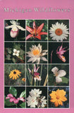 Michigan Wildflowers, Wood Lily, Ox-eye Daisy Bunchberry, etc. Flowers, Postcard Lily