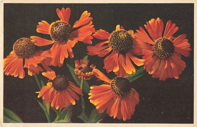 Flower postcard with orange sunflowers on a dark background