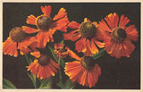 Postcard Flowers Sonnenršschen Sunflowers Sunflower