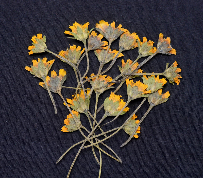 Yellow Natural Pressed Flowers for Resin DIY Art Card Making Scrapbook Crafts Dried Flower