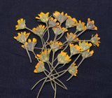 Yellow Natural Pressed Flowers for Resin DIY Art Card Making Scrapbook Crafts Dried Flower