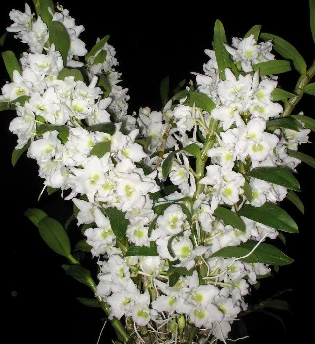 (230-14) Den Spring Dream Apollon         AM/AOS      BS Orchids