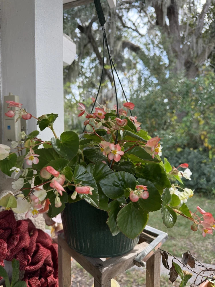 Hanging begonia plant with pink flowers and glossy green leaves in a black pot