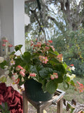 Begonia Plant Orchids